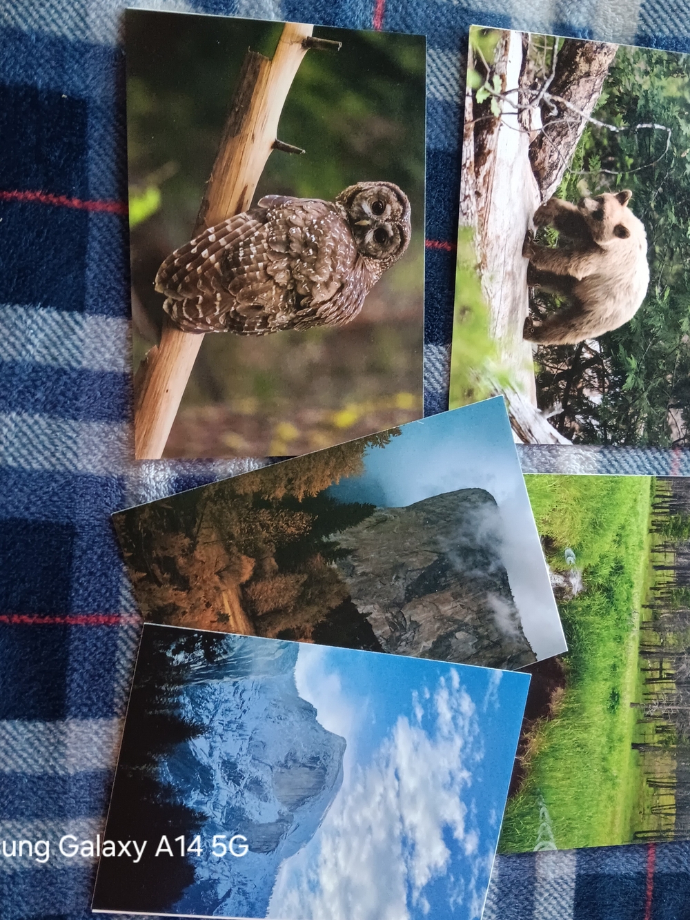 Photography Postcard Pack - Wildlife & Landscapes - Lot Of 5 Yosemite